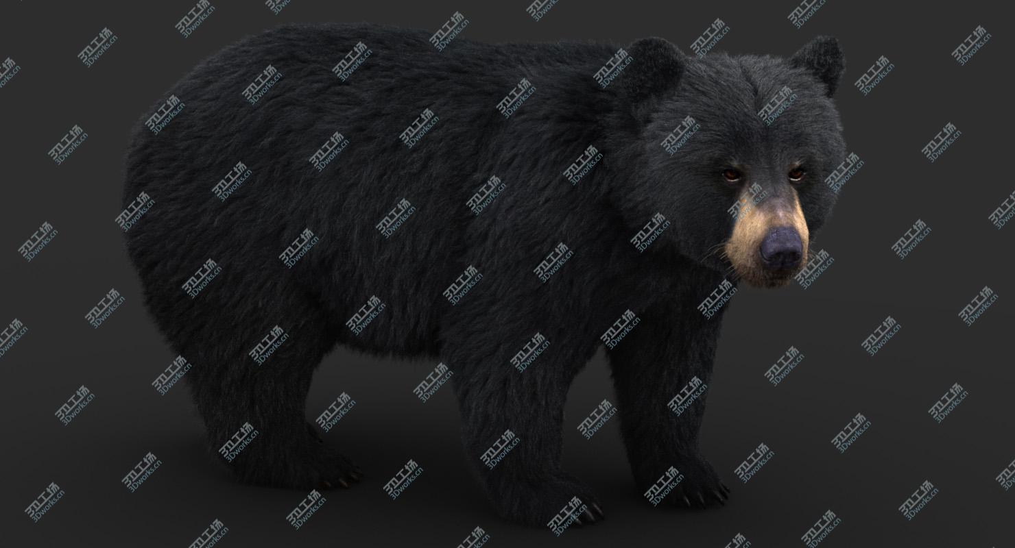 images/goods_img/202105071/Black Bear (Fur) 3D model/1.jpg